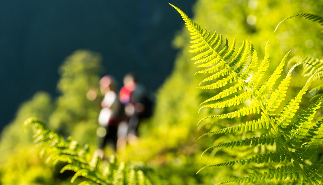 Fjellturer i geiranger med guide